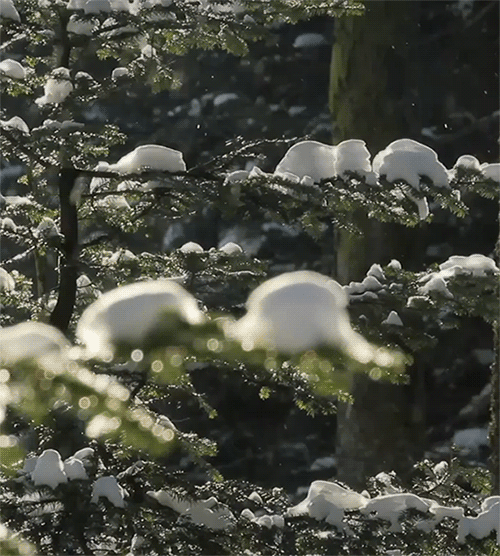 七绝•大雪（外三首）齐宪(黑龙江【冰心文化传媒】（图4）