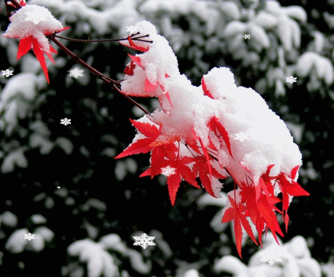 【神都诗社】第043期《雪》（图25）
