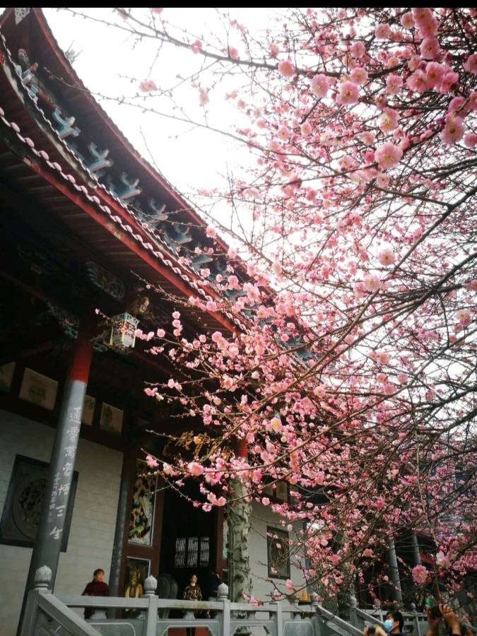 佳作欣赏《西江月 咏缙云南宫寺梅花》作者:应子根（图2）