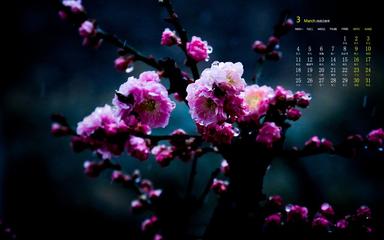 【北京头条】分享优秀作家诗人宋云波《再吟梅花》请欣赏（图4）