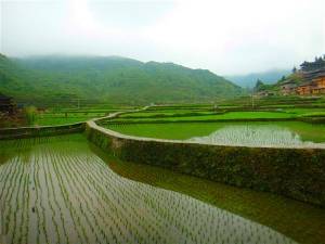 草木最权威（图2）