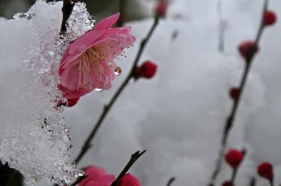 【潇湘文学社】潇湘听松诗社《总517期》(嵌“红”字韵入律、绝,填词“望梅花”)(图4)