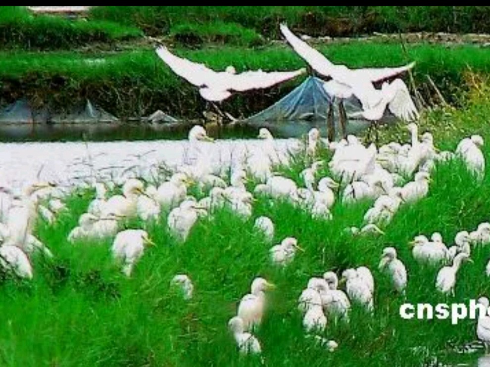 诗人孙银河 (自由诗)《汝河》（图4）