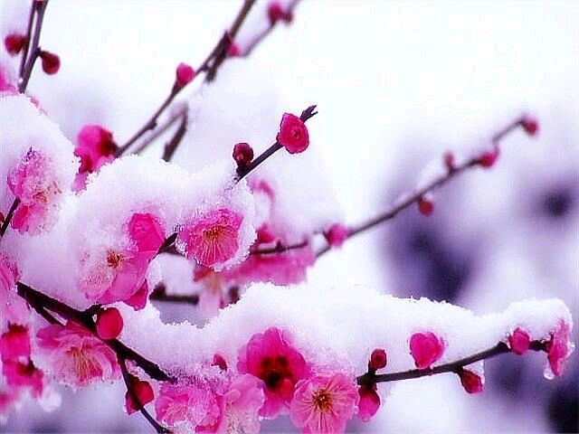 《冬至专刊一》作者/剑如虹 刘国存朱选民 唐传俭刘万玉编辑/清清【花雨馨声诗意天空栏目】【第158】（图5）