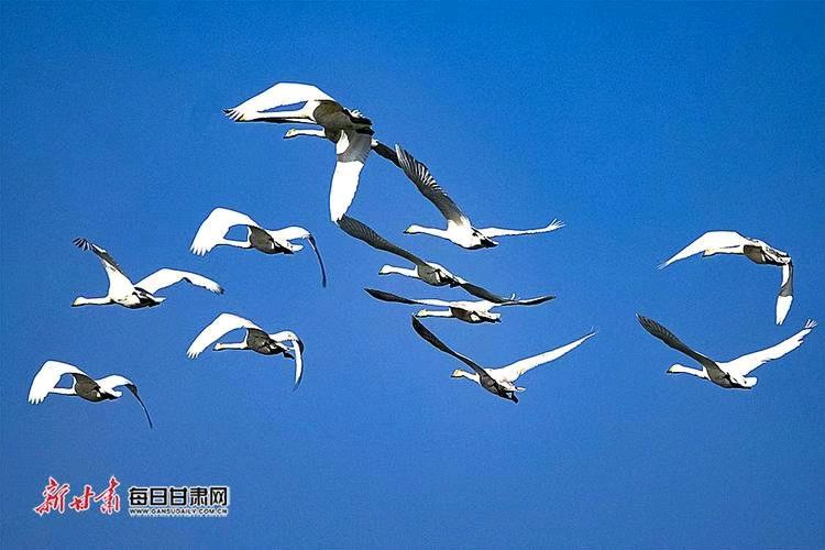 古风*三年抗疫与解封（回忆录共四集）文／春秋／32首【冰心文化传媒】（图21）
