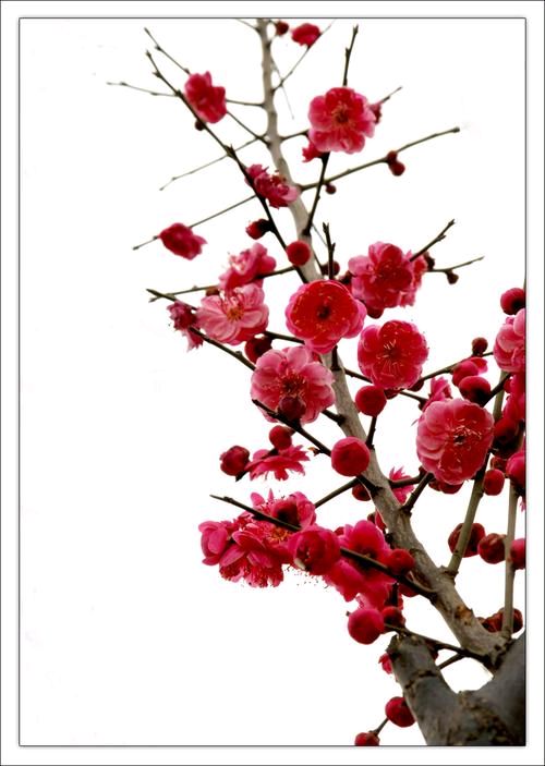 【枫雅汇看图约诗】诗人焦勇《268期》（咏梅）（图6）