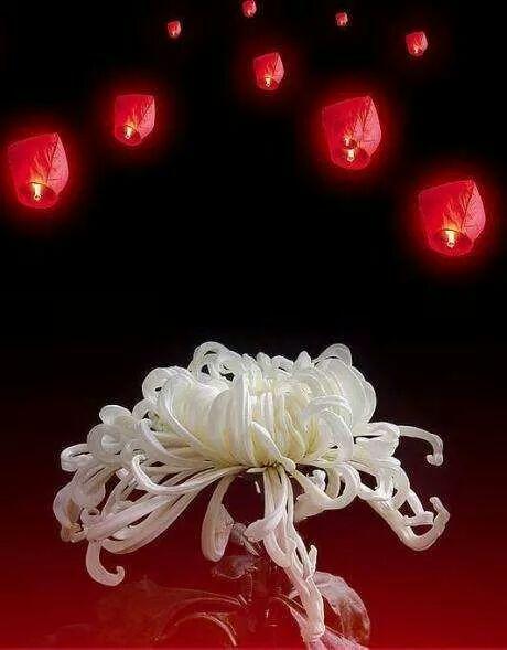 江城子•头七复山祭：作者／崔怀强（图3）