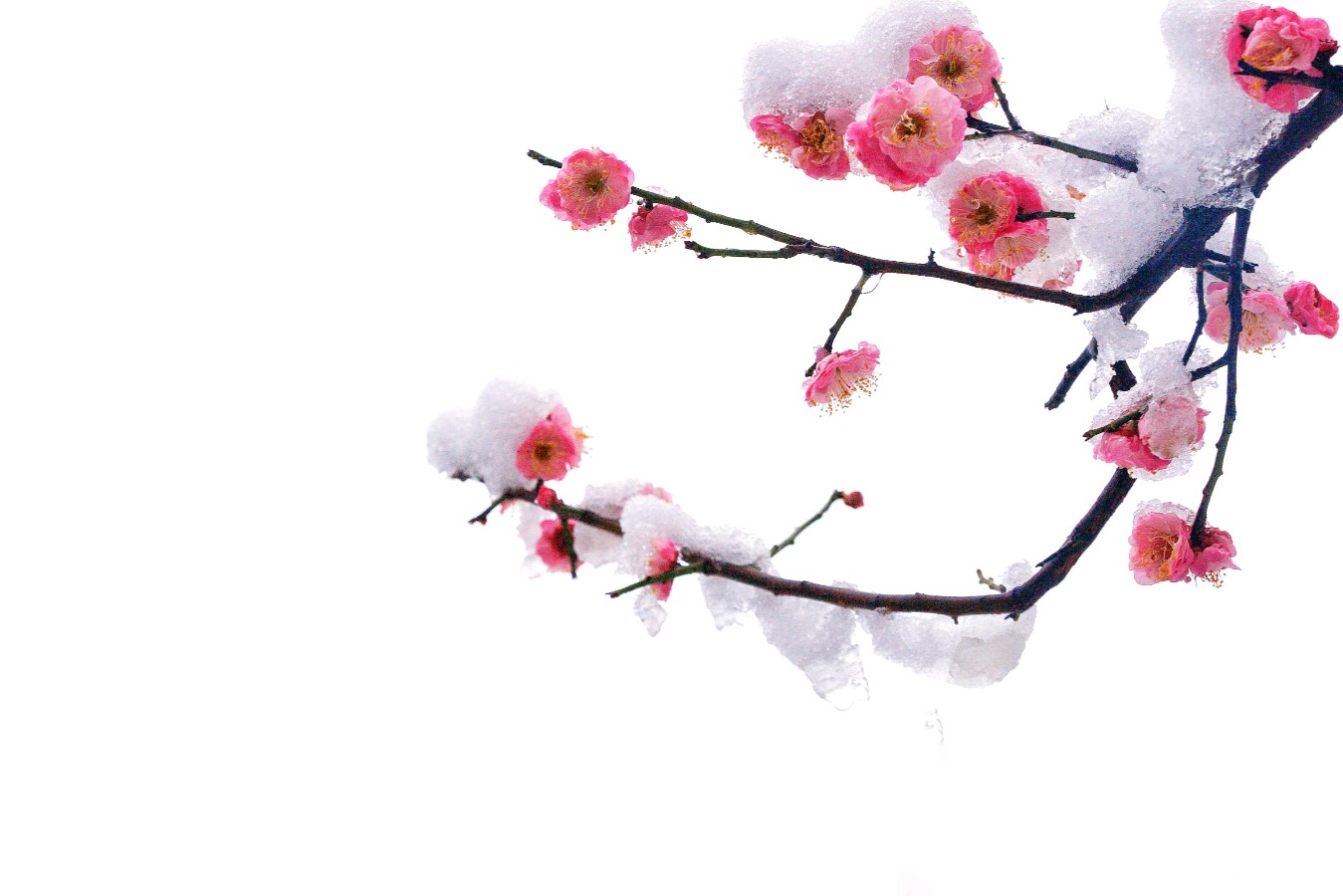 【潇湘文学社】潇湘紫竹诗社《总531期》(随吟辑)(图11)