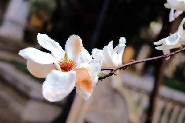 诗人林杨(黑龙江):小寒(外二首)（图8）