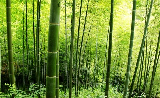 燕归梁•咏冬（外二首）/田兴才（图4）