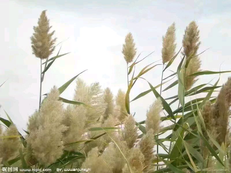 澽水一条充满诱惑的河流（外一首）文/轶仁（陕西）【冰心文化传媒】（图4）