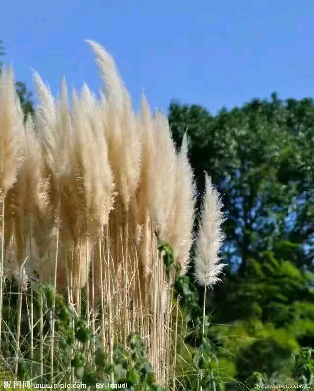 澽水一条充满诱惑的河流（外一首）文/轶仁（陕西）【冰心文化传媒】（图5）