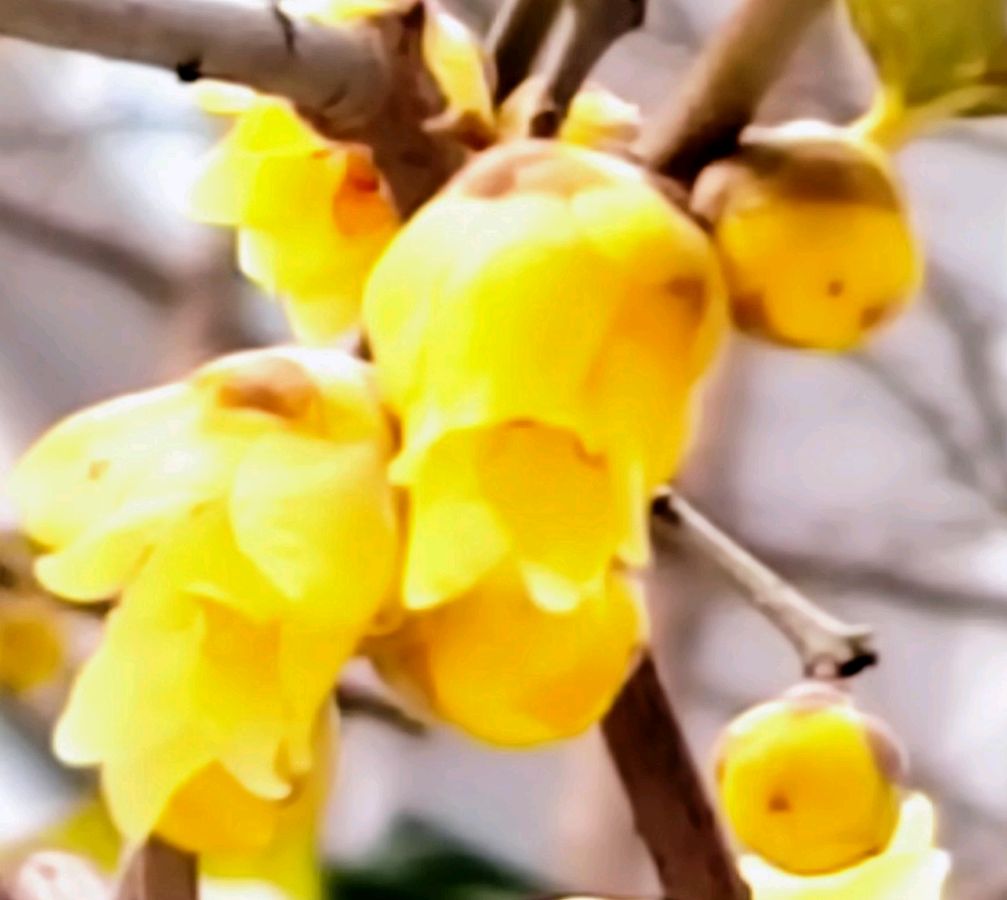 致腊梅花文／孤独与快乐（陕西）【冰心文化传媒】（图3）