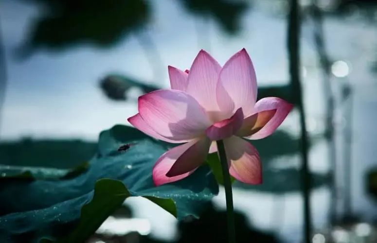 〖诗词专辑二〗诗人 清泉（湖北）【冰心文化传媒】主编 冰心（图4）