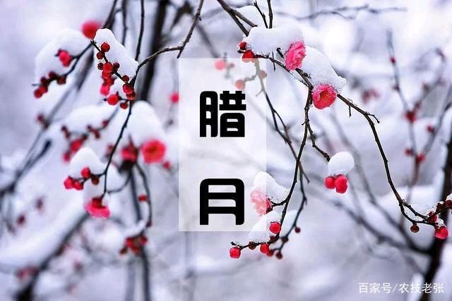 【枫雅汇看图约诗】第268期《腊月》（图6）