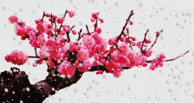 【原创首发】(词绝7首)《定风波 哀悼染新冠仙逝的老同志》外六首 著名诗人:张敬之(图5)