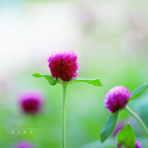 〖诗词专辑二〗诗人 清泉（湖北）【冰心文化传媒】主编 冰心（图15）
