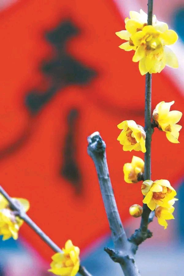 《七律 避疫感怀》作者:吴云钦(图3)
