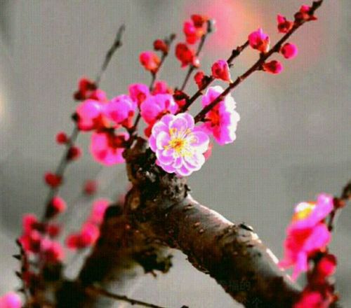 七律*梅魂/王清义（图2）