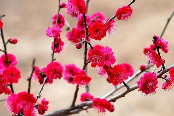 著名诗人福香新春寄语（图4）