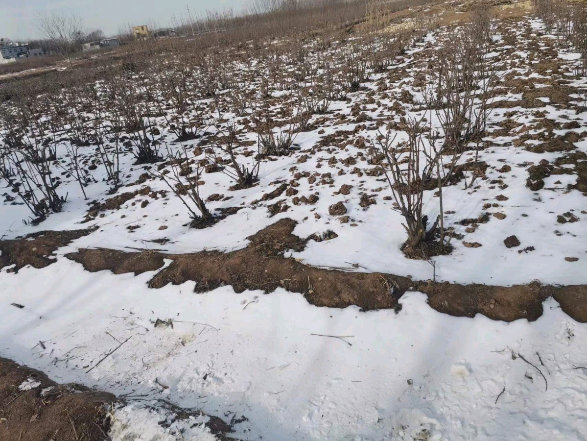 【中国齐鲁风】分享优秀诗人刘同芳老师《古风•玫园咏雪》请欣赏（图6）