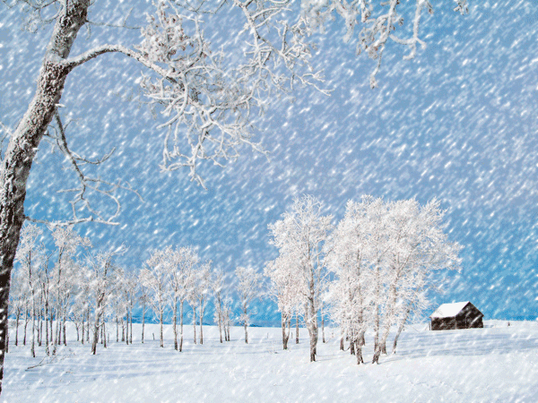 【中国齐鲁风】分享优秀诗人刘同芳老师《古风•玫园咏雪》请欣赏（图7）