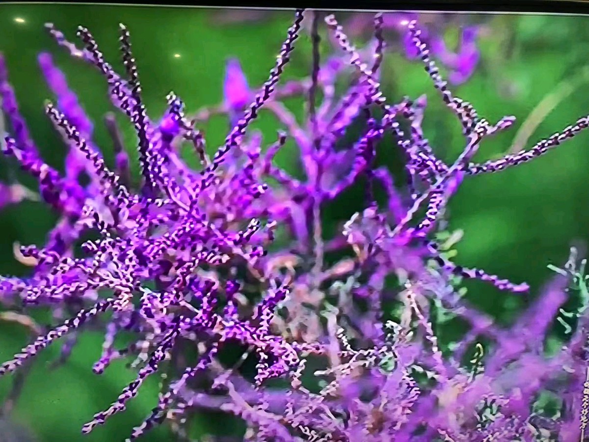 【早花迎春】一组／作者／（山东）优秀诗人沈沛忠老师请您欣赏（图6）