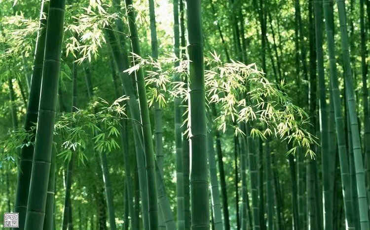 【观竹园】作者／胡清普请欣赏（图7）