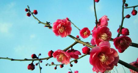 永梅三首／江苏优秀诗人方少春老师请欣赏（图5）