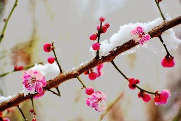 永梅三首／江苏优秀诗人方少春老师请欣赏（图7）