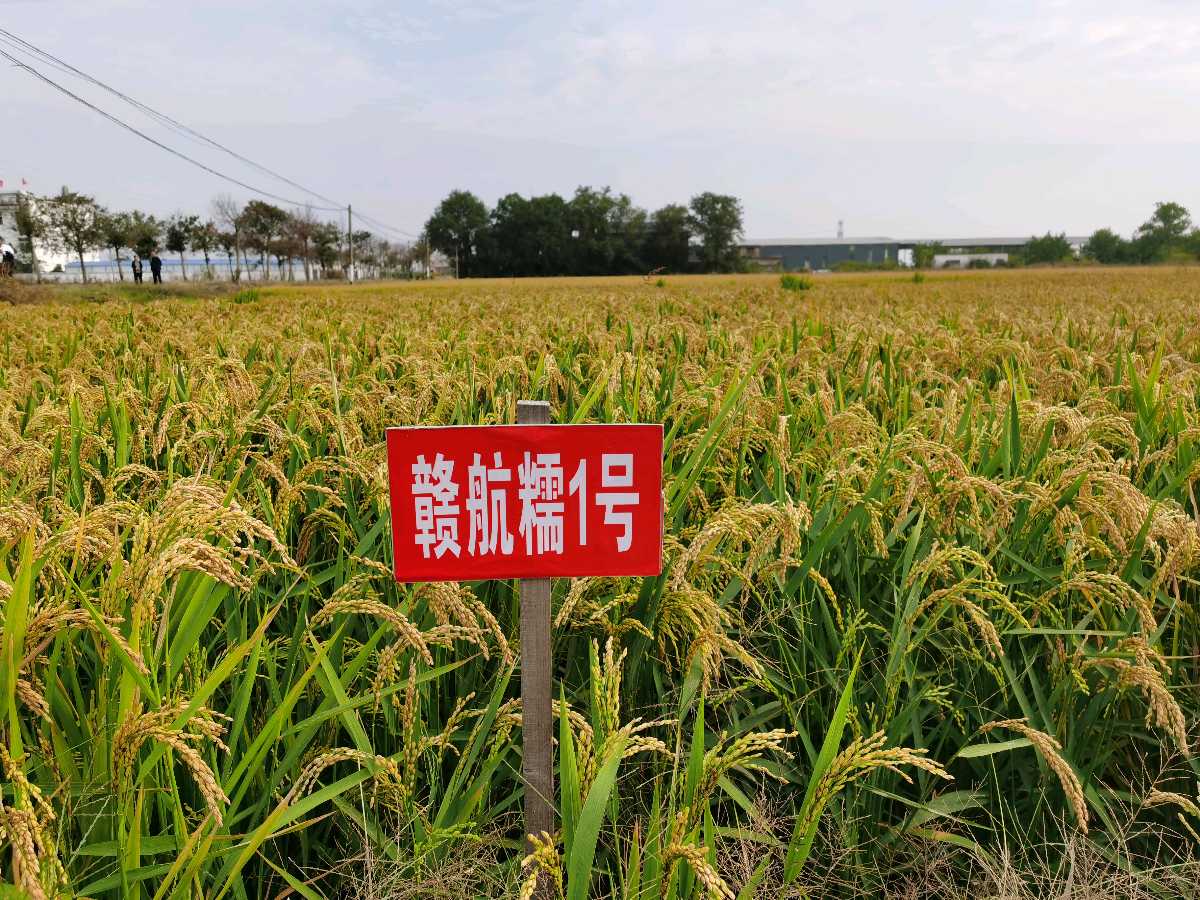 京和国科控股集团李董赠定本大和尚题词:愿太空一粒米佛光普照惠于民【雅诗总会】（图10）