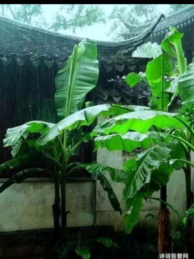 著名诗人—张敬之专辑《雨打芭蕉组诗17首》（图6）