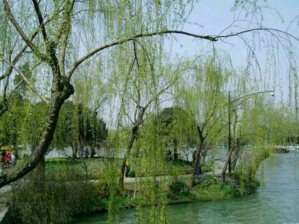 【五律•吾爱春柳】八首／作者（江苏）优秀诗人方少春老师请欣赏（图7）