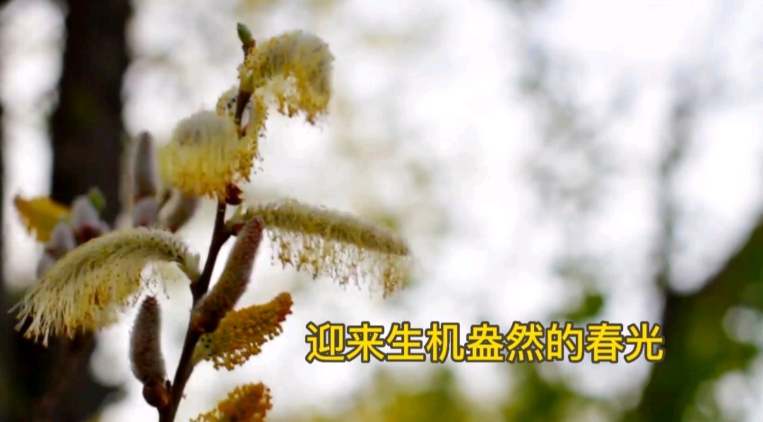 第八期《春天的诗行》作者 汤敏**喜相逢唱诵团总创//喜羊羊（第六组）（图8）