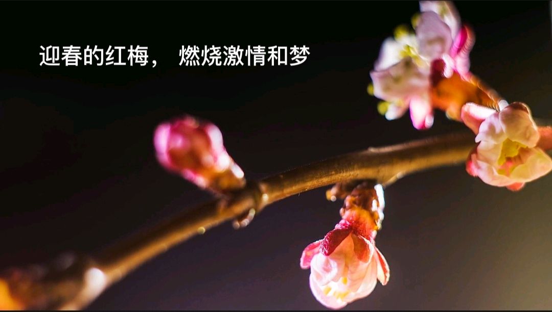 第八期《春天的诗行》作者 汤敏**喜相逢唱诵团总创//喜羊羊（第六组）（图9）