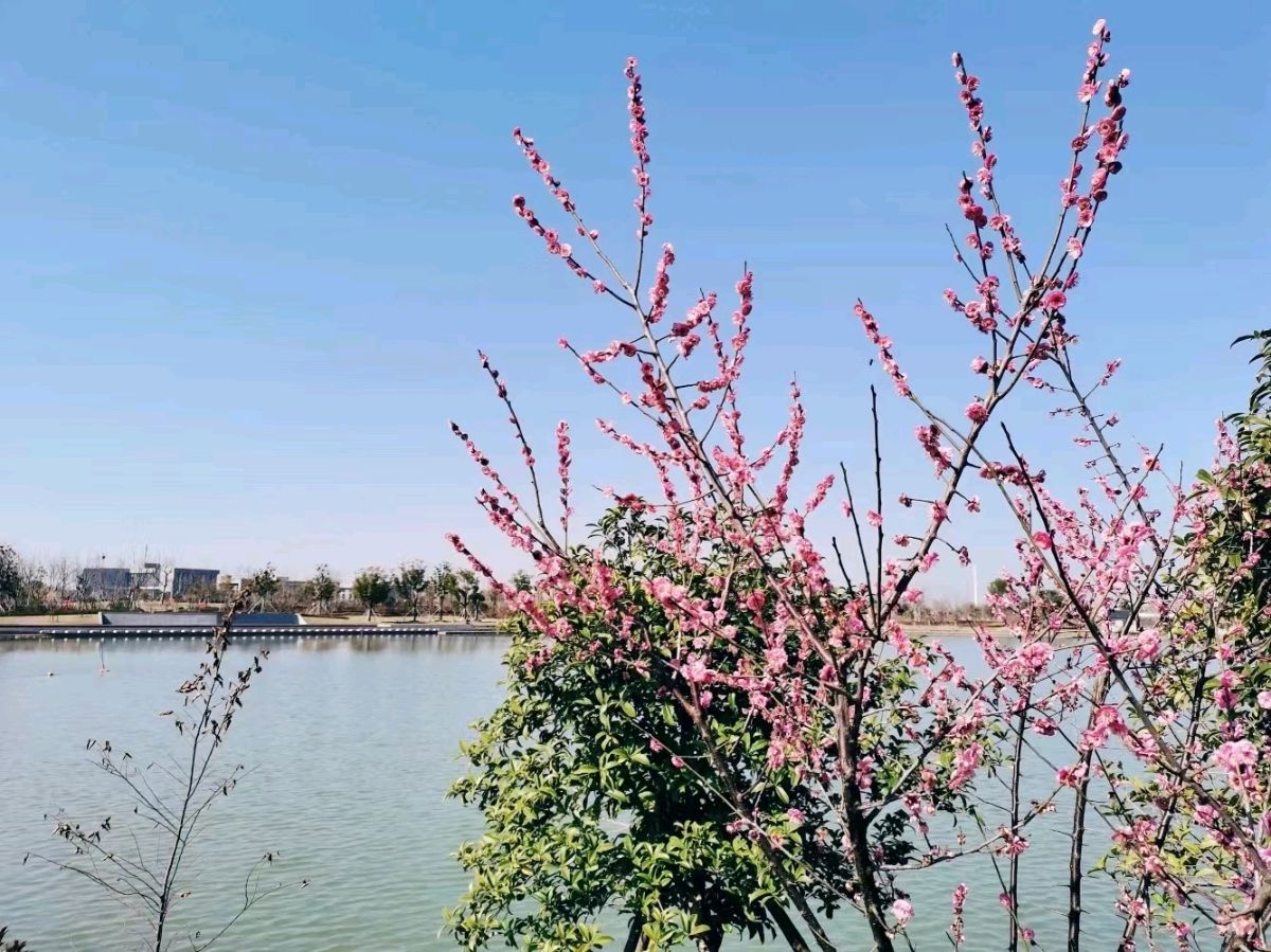 【国风湖南第31期】双春之喜(图6)