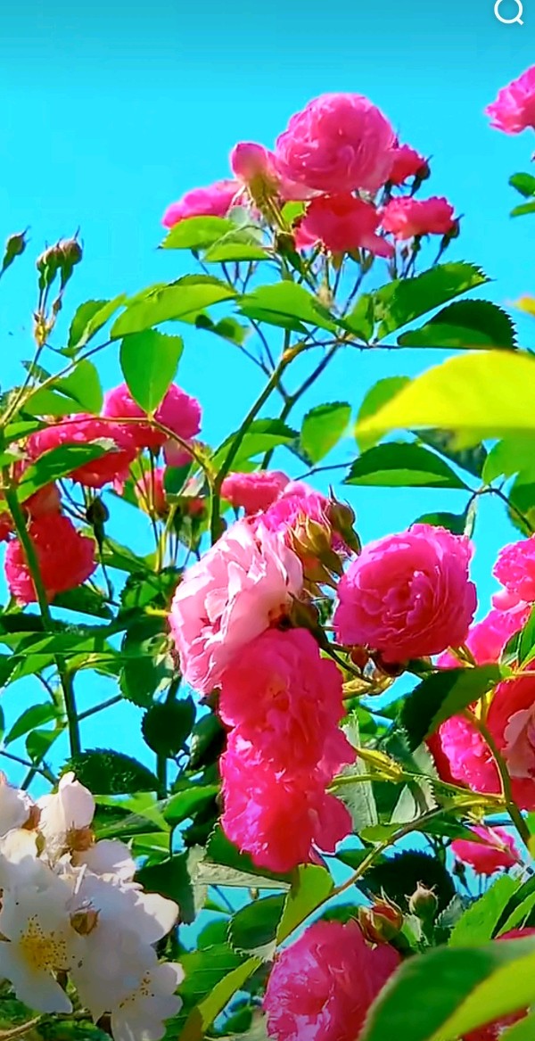 【观元宵节晚会抒怀】作者／沈沛忠老师请欣赏（图13）