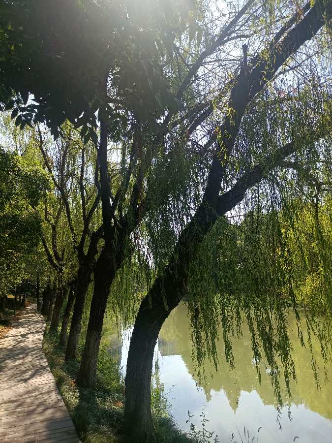 《七律 水乡春风度》作者：吴云钦（图2）