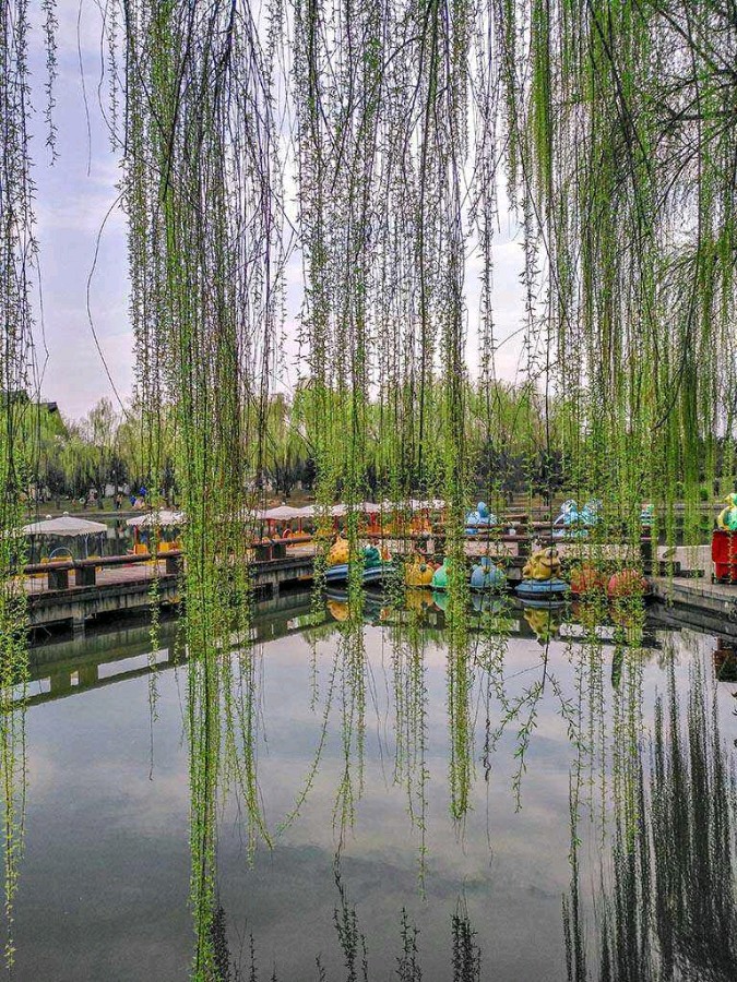 孟宪法《寻花问柳》||诵读：小黎（图3）