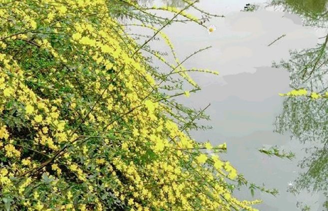 孟宪法《寻花问柳》||诵读：小黎（图5）