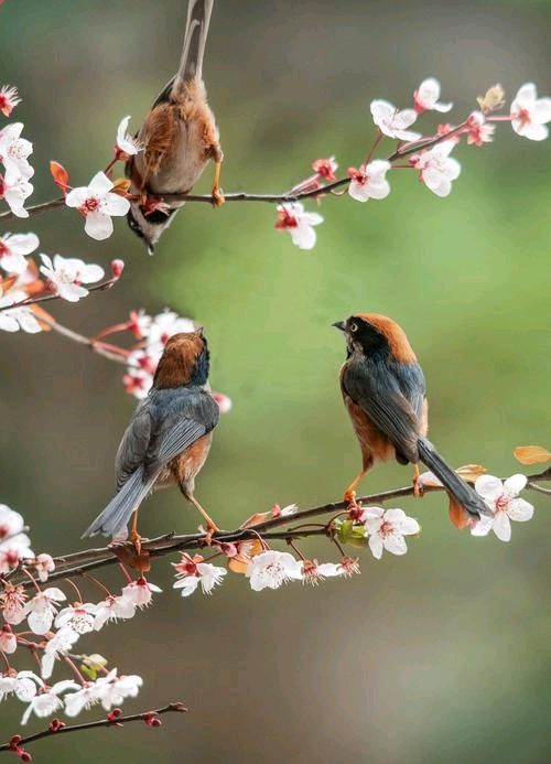 孟宪法《寻花问柳》||诵读：小黎（图6）