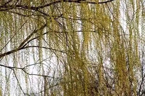 春，我在塞上翘盼姗姗来迟的你肖朋/（图3）