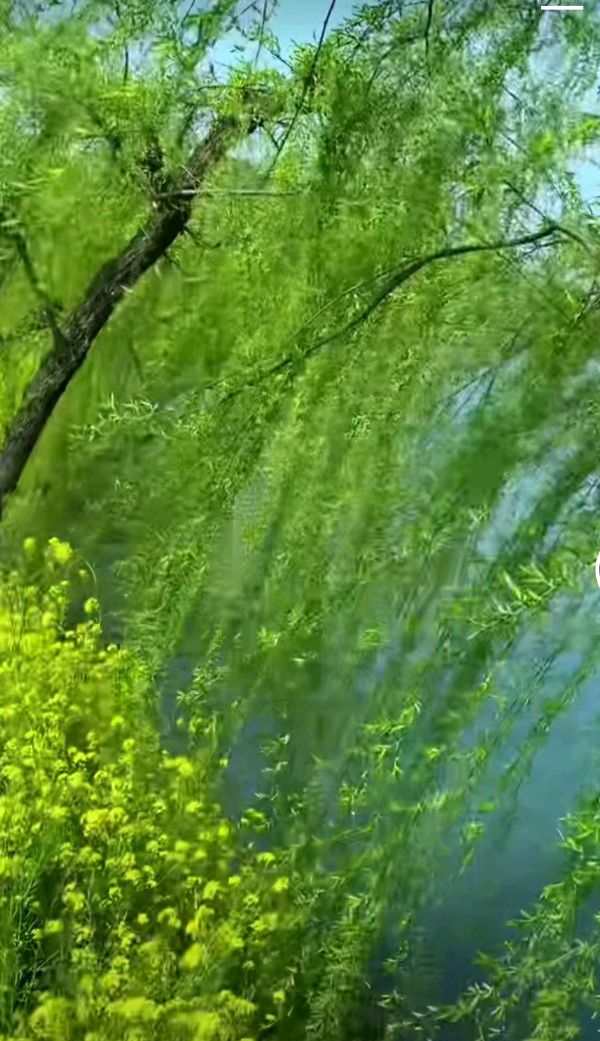 《七律 灞河春》作者：柳鸣（图2）