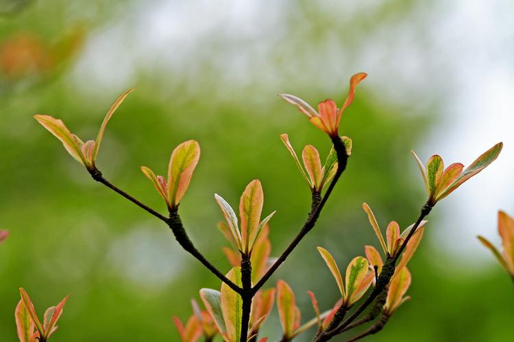 七绝：春暖花开/作者/王青霞（图2）