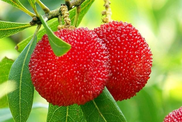 七绝/夏弄杨梅/文/应子根（图2）