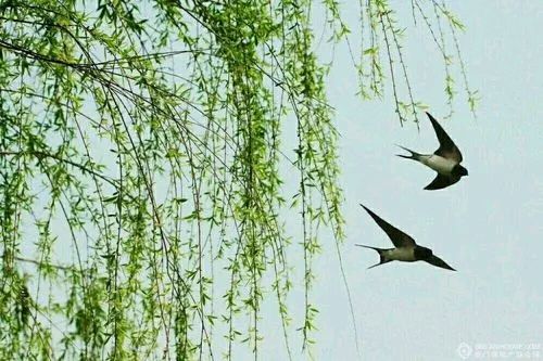 《七律 燕报春》作者：柳鸣（图2）