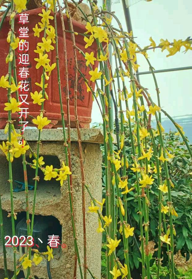 【七绝•迎春花】作者／中原（山东日照）纪宪洲老师请欣赏（图6）