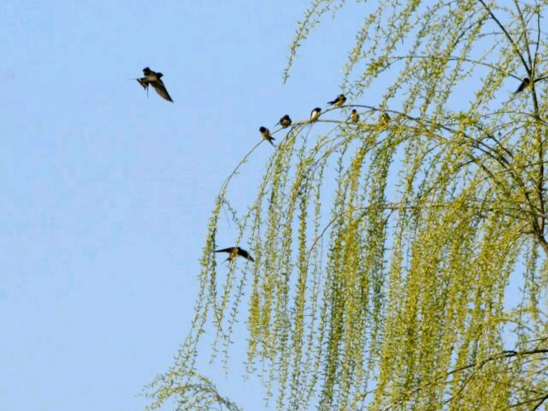 《七律 春雨秀江南》作者:吴云钦(图2)
