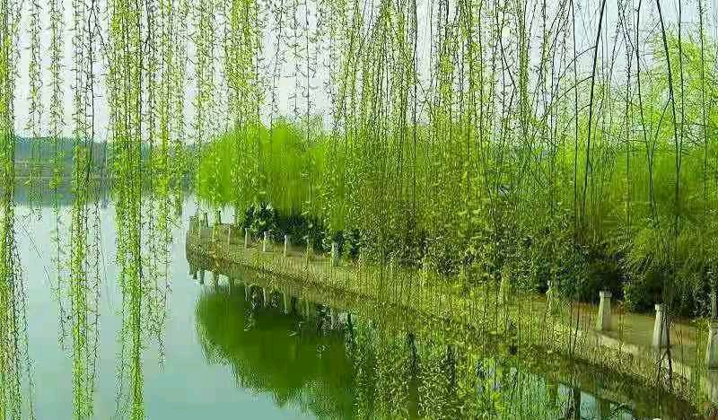七律•春声/石补根（图3）