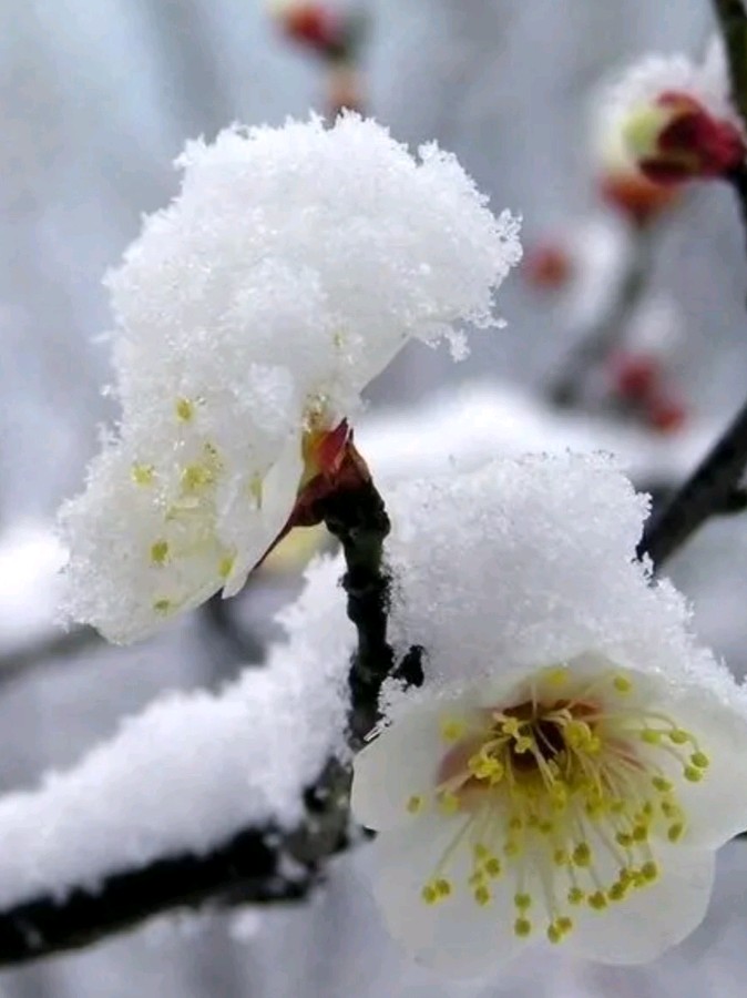 《七律 春雪寄怀》作者:吴云钦(江西)(图4)